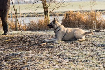 Blond adult dutch wire-haired shepherd waiting on trainer on frozen grass winter