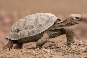 Galapagos Tortoise