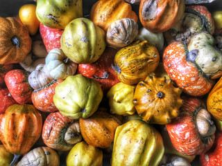 Orange and yellow pumpkins