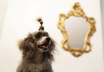 Grey poodle dog and mirror