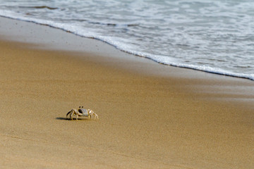 crab walking on beach