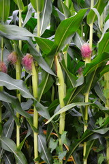 Growing corn, Cantabria