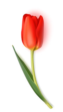 Decorative red tulip isolated on white background. Spring flower. Vector illustration