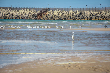 bird, seagull, sea, water, beach, gull, nature, 
