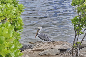 Pelican Standing on a Rock