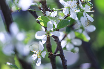 Branch of apple tree. First flowers in the garden