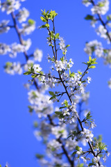 white flowers of cherry tree in spring. Blue sky