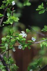 First flowers. White blossom.