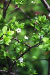 branch of a tree. Spring vibes