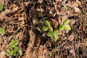 Spring is coming. First green leaves of strawberry.