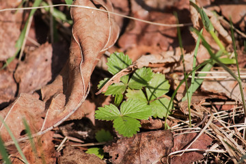 Strawberry leaves/ Spring in the forest