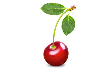 Single fresh cherry with two leaves