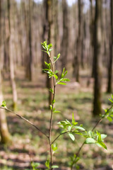 Fiest green leaves. Early spring.