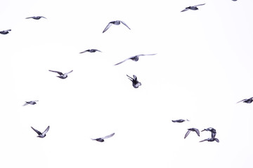 Fluing birds in the sky. White background