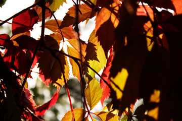 Colorful leaves and berries of wild grapes