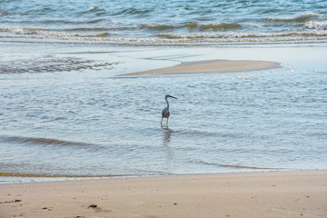 bird, seagull, sea, water, beach, gull, nature, 