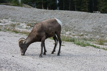 Bighornschaf, Jasper NP, Canada