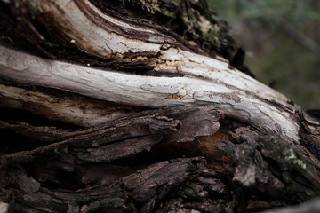 The dark gray pine root and tree bark