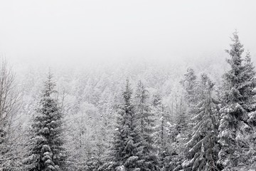 Fototapeta na wymiar snow winter forest trees. Fir tree woods