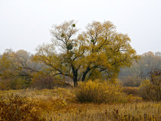 tree in autumn