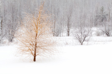 Bare weeping willow tree in snowy field