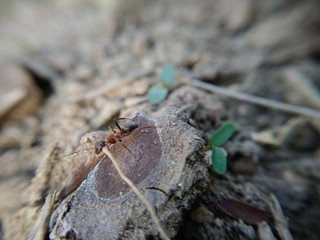 hormiga solitaria.