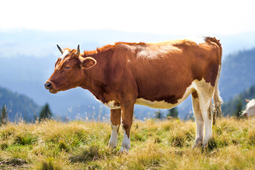 Naklejka na ściany i meble Brown cow standing in green grass on sunny pasture field bright background. Farming and agriculture, milk production concept.