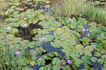 Beaux nénuphars flottant dans un cours d'eau en Guyane française
