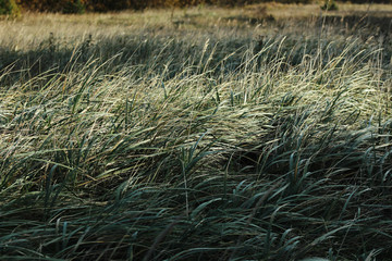 Green grass texture