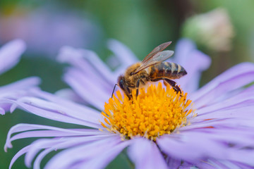 Aster alpinus or Alpine aster purple or lilac flower with a bee collecting pollen or nectar. Purple flower like daisy in a flower bed.