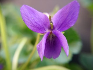 Fototapeta na wymiar Viola sororia
