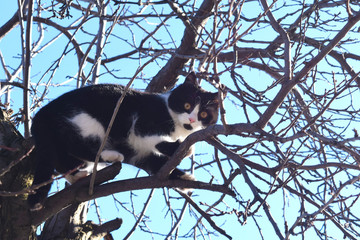 Kitten on a tree branch looks at the world