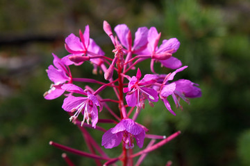 Fototapeta premium Blooming Fireweed ( Chamaenerion / Epilobium angustifolium, Onagraceae ) in Norway