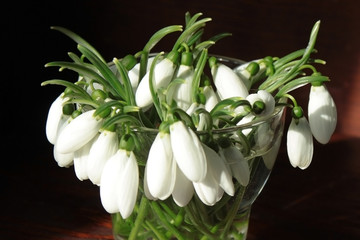 Bouquet of snowdrops in a glass vase on a wooden table in the morning light of the sun