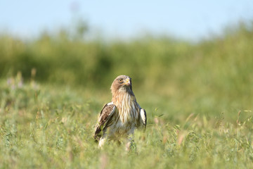 Booted Eagle (Hieraaetus pennatus) 