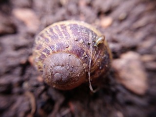 Caracol helix aspersa con una caracola cria por encima.