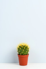 Small cactus in pot on shelf near wall