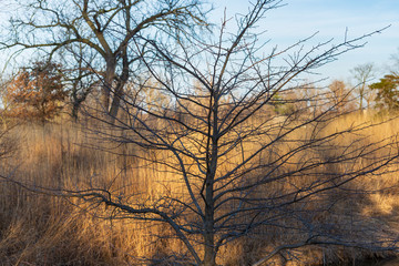 trees in a landscape