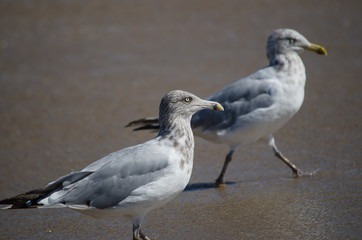 Fototapeta premium Herring Gull
