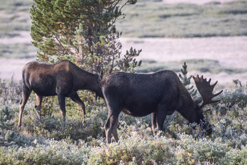 Shiras Moose in Colorado. Shiras are the smallest species of Moose in North America