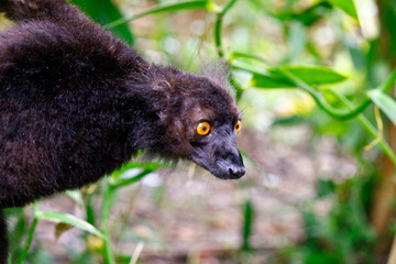 Male black lemur, Eulemur macaco, Madagascar