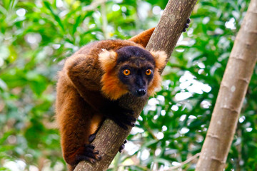 Cross between a Black Lemur (Eulemur macaco) and Crowned Lemur (Eulemur coronatus), Madagascar, Africa