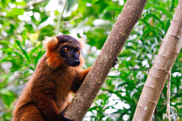 Cross between a Black Lemur (Eulemur macaco) and Crowned Lemur (Eulemur coronatus), Madagascar, Africa