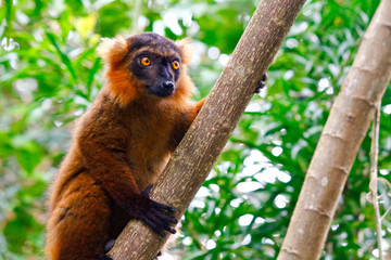 Cross between a Black Lemur (Eulemur macaco) and Crowned Lemur (Eulemur coronatus), Madagascar, Africa