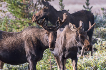 Shiras Moose in Colorado. Shiras are the smallest species of Moose in North America