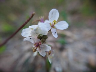 Fototapeta premium Flores de oruga silvestre con plaga.