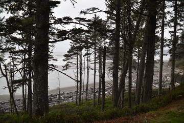 Obraz premium Olympic National Park, Washington state. U.S.A. October 17, 2017. Ruby Beach.