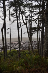 Fototapeta na wymiar Olympic National Park, Washington state. U.S.A. October 17, 2017. Ruby Beach.