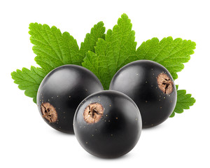 Black currant isolated on white background, clipping path, full depth of field