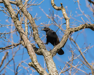 Crow on a tree